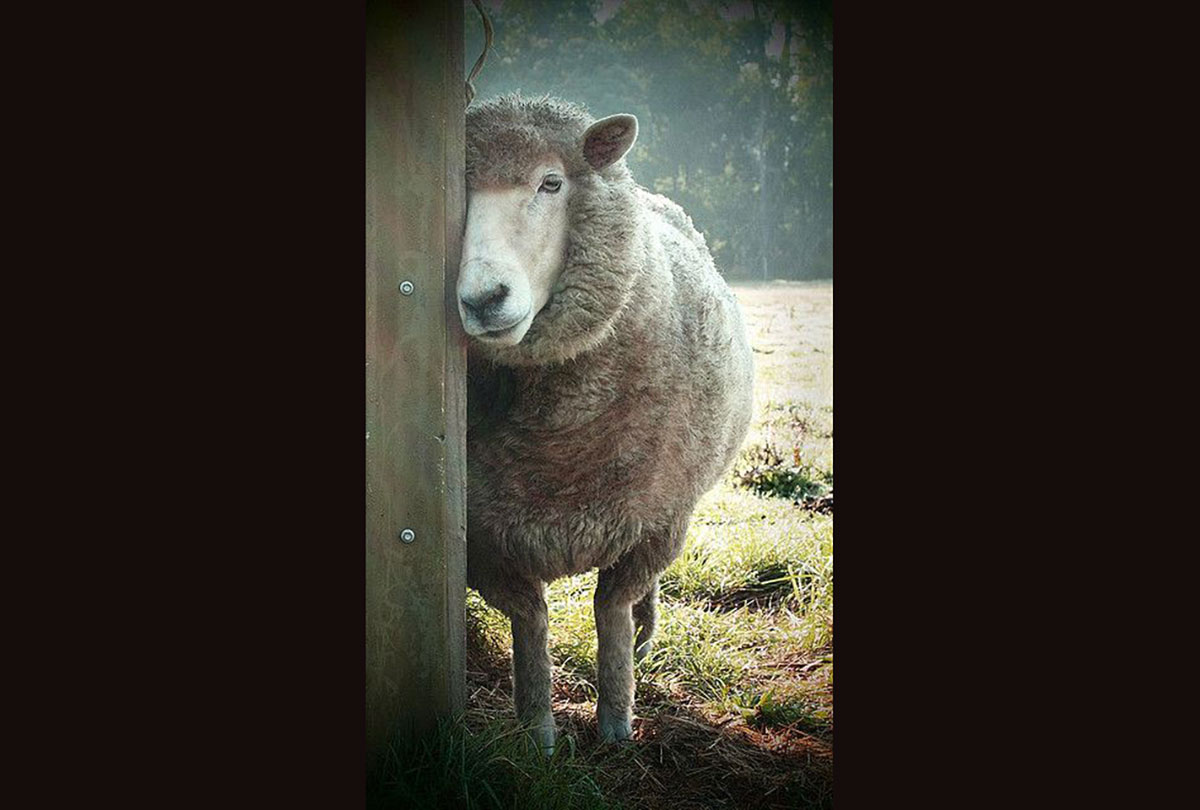 sexy-sheep
